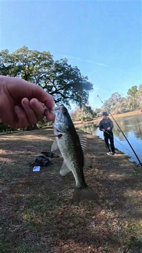 Fishing for bass in a small pond… #floridafishing # #fish #bassfishing #bassangler #bassfish #bass
