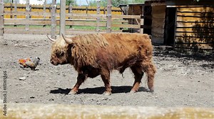 Scottish bull on a farm