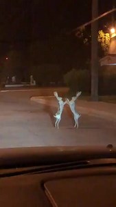 Jack Rabbits (Hare) fighting in middle of the road !! | Proud To Be Indian