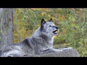 Black Wolf's Beautiful Autumn Howl
