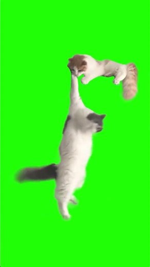 Long Live the Lion King Cat Meme #shorts #greenscreen #catmeme