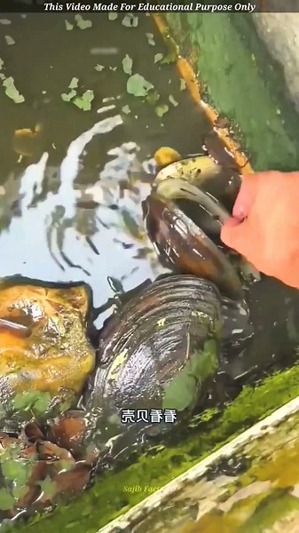 1 Year Abandoned Aquarium Rescue 😱 #shortsvideo