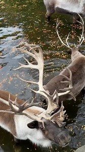 Did you know? Bumble's antlers can weigh 25 pounds or more! Male reindeer, like Bumble, shed their antlers between November and April while females keep theirs until May or June. | Cleveland Zoological Society