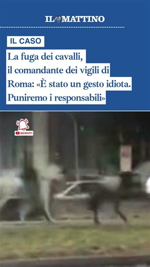 La fuga dei cavalli, il comandante dei vigili di Roma: «È stato un gesto idiota»