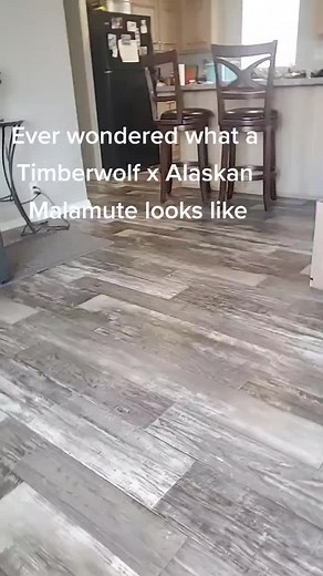Timberwolf x Alaskan Malamute Mix: A Fascinating Hybrid
