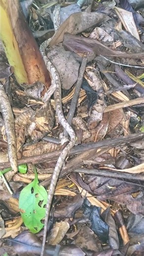 Can You Identify This Rainforest Snake?