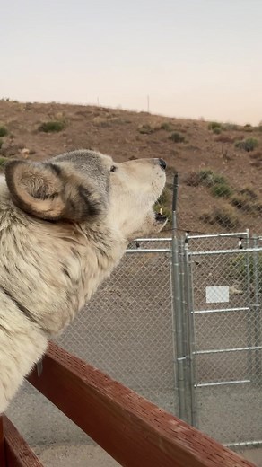 Howl with Kona if you love wolves! #wolfsanctuary #wolves #wolftok #animalsdoingthings #fyp #learnontiktok #notapet #howl #duet