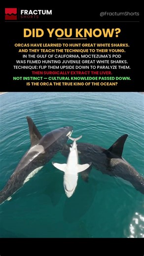 Orcas hunting great white sharks 🐋🦈