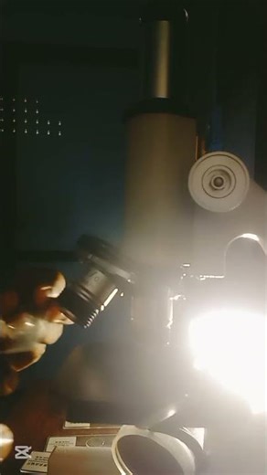 I Zoomed Into the Stem Of Xylophyta Dicotyledon… You Won’t Believe This