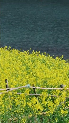 Springtime Bloom: A Healing Journey in Flower-Filled Scenery