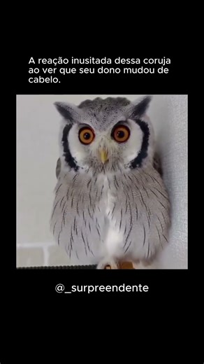 Reação inusitada da coruja #shorts #animals