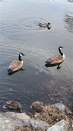 MALLARD DUCKS & CANADIAN GEESE Swimming Together #nature #wildlife#birds #animals#shortvideo #shorts