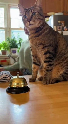 🐱 Cat learns to ring bell for dinner by copying her owner