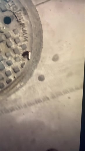 #smoking #bugs #funny #funnybug #quit