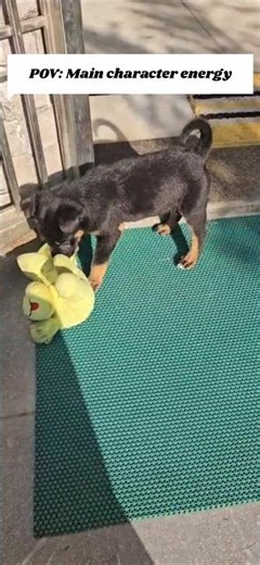 POV:Main Character Energy🐶🐕❤️🦴#dogs#dogshorts#puppy #germanshepheard#pets #dogsworld#dogselfie#yt
