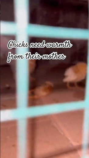 “No Heat Lamp = Dead Chicks? Must-Know Chick Care Tip!”