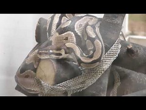 Ball python (Nogeyama Zoological Gardens, Kanagawa, Japan) December 16, 2017