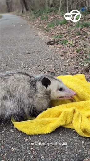 Terrified Opossum Rescued From Busy Highway