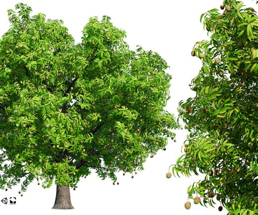 ArtStation - Mango Tree 3D Model | Resources