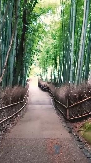 El bosque de bambú más popular de Japón 🎌