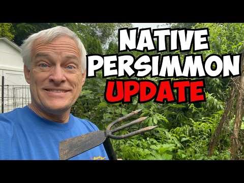 Growing Native Persimmons from Seed: 3 Years Later! 🌱 (Over 5 Feet Tall!)