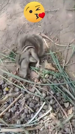 Amazing Squirrel Mating Footage | Animal Reproduction in the Wild 🐿😘🐿