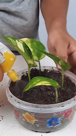How to grow plants faster using coco peat ｜ Use coco peat for gardening ｜ Indoor Plants#Shorts | Nico-Jackson-Zoey