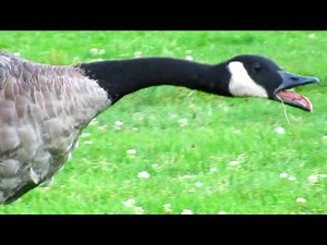Canada Geese Honking Flying / Angry Hissing at Each Other