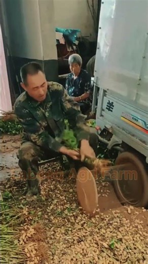 #shorts #agriculture #farming #labeeqagrifarm