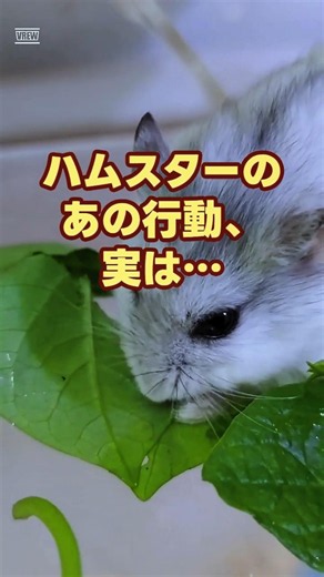 ハムスターがケージを噛む理由 #雑学 #動物 #shorts