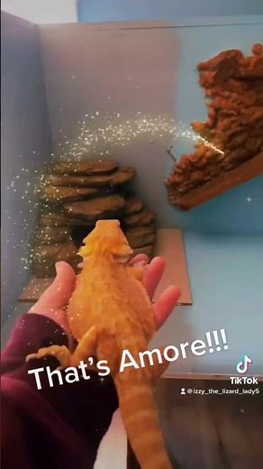 DIY 4x2x2 Bearded Dragon Enclosure! #beardeddragon #lizard #reptiles #viral #diy #enclosures #cute