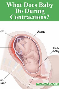 What does baby do during contractions? - TimesMojo