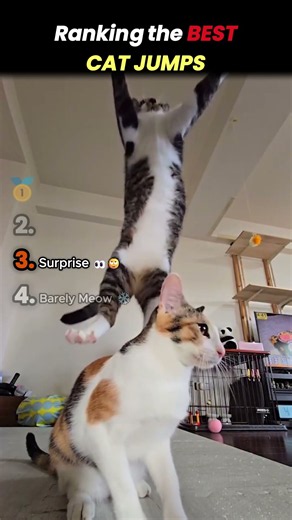 Ranking Best Cat jumps 🐈 #cat