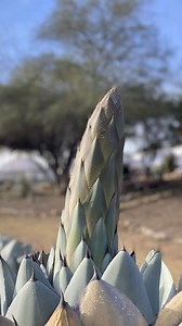 This artichoke (agave) is going to produce an asparagus! A mighty asparagus spear adorned with loads of 🐝-loving flowers. Who has an agave in some stage of flowering right now 🙋🙋‍♀️? It’s tempting to bust out the measuring tape to track the spike’s speed of growth, right? Oh, right, you keep a spreadsheet. Duh! 🙃. Agave parryi truncata (artichoke agave) is an enthusiastic pup producer and generous with seed. Look for this burly beaut where you spy Altman Plants-grown #livingtreasures. | Altm