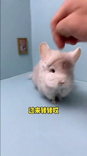 Chinchillas can also spin like dogs! #CutePetsBigStage