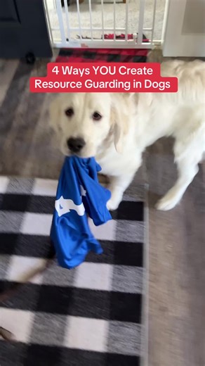 Understanding and Preventing Resource Guarding in Dogs