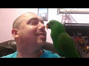 Eclectus parrot let's talk a little about these parrots