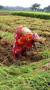 276K views · 1.2K reactions | Paddy Harvesting: Hi Friends, Please...