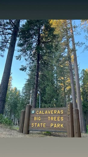 At great visit to the Calaveras Big Trees State Park located on California 4 near Arnold. Here you’ll find two groves of giant sequoias some more than a thousand years old! There’s nice hiking trails and a campground along with access to the Stanislaus River. Check out the big trees! | Adventures With Jeff Martinez