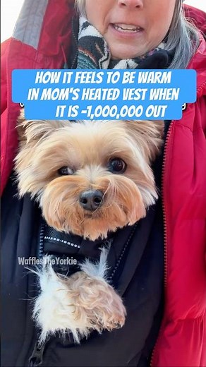Yorkie vs Winter: The Ultimate Struggle