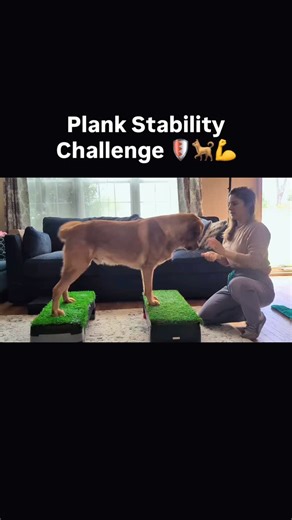 Plank stability = next level core control! 🛡️💪🐕 This advanced exercise builds deep core strength and cross-body stability for strong, efficient movement. 💡Pro-Tip: keep the back legs stacked. Brody is a champ! We ❤️ dogs! #strutanimal #petwellness #pethealth #corestrengthening #dogworkout | Strut Animal Mobility Specialists
