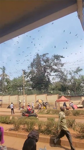 Thousands of Giant Bats Take Over City Streets! 🦇