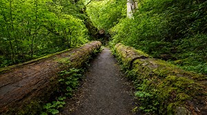 Olympic National Park Washington temperate rainforest experience (4K)
