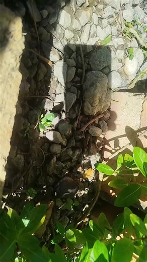 Flowers at Back yard yoga's garden