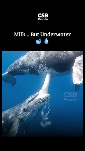 Whale Milk Is Thicker Than You Think 🤯🐋