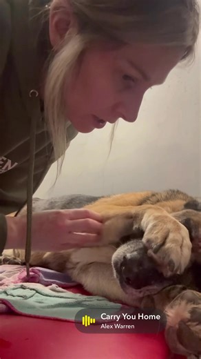 Surgery number 1 complete for Miss Pico! Pico received some amazing news today as all of her growths were benign cysts! She had the largest cyst removed from her face and will go back in 3 weeks to have the other removed to allow enough heal time to have the closure needed! Due to her being middle aged bloodwork was ran as well as X-rays and both were unremarkable! Pico is also officially spayed (confirmed), microchipped, up to date on vaccines, and heartworm and tick Bourne disease negative. Pi