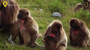 If you want to protect the world’s only grass-eating monkey, saving the grass is a good start. http://on.natgeo.com/2okqPPR | National Geographic History