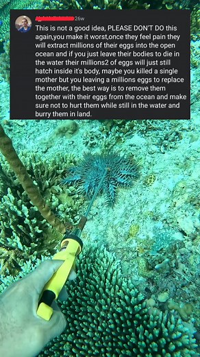 1.6K reactions · 29 shares | He didn't know I'm Using Vinegar For COTS 藍 #advocacy #crownothornsstarfish #informativecontent #protectcoralreefs #savemotherocean #reelsvideoシ #fypシ゚ | Tolits Rodriguez | Facebook
