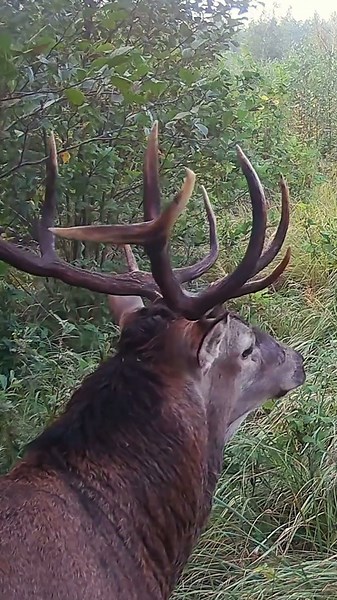 MIGHTY STAG Chases a Youngster Away! RED DEER RUT 2025