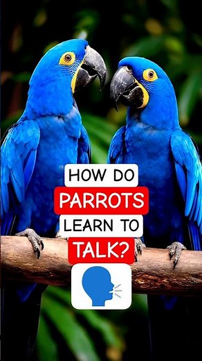 How Parrots Learn to Talk